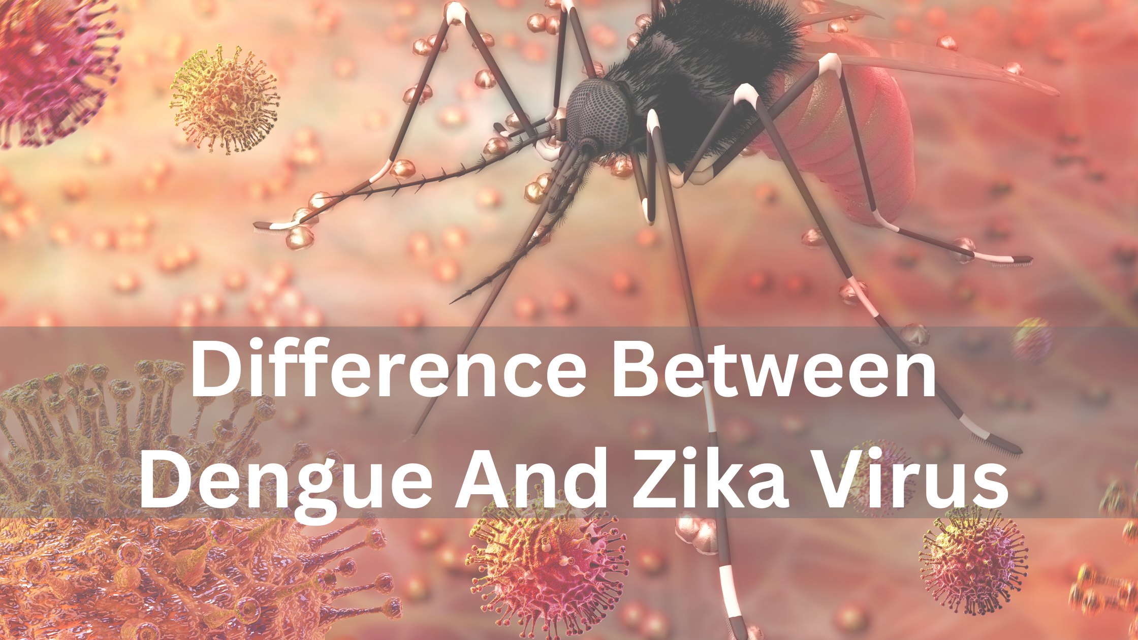 difference between dengue and zika virus