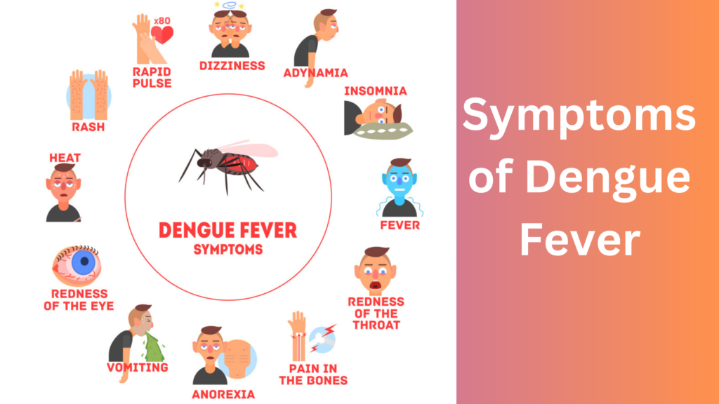 Symptoms of Dengue Fever,dengue mosquito